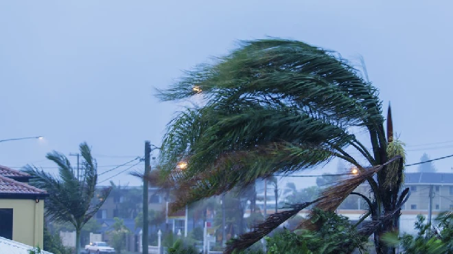 Palm tree storm