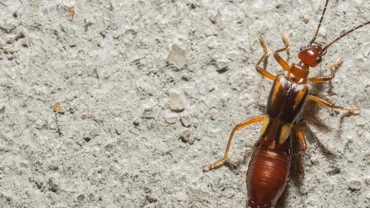 Wondering why you keep finding earwigs in your home? Learn where earwigs live and how to get rid of earwigs once and for all, with Rainbow Restoration. 