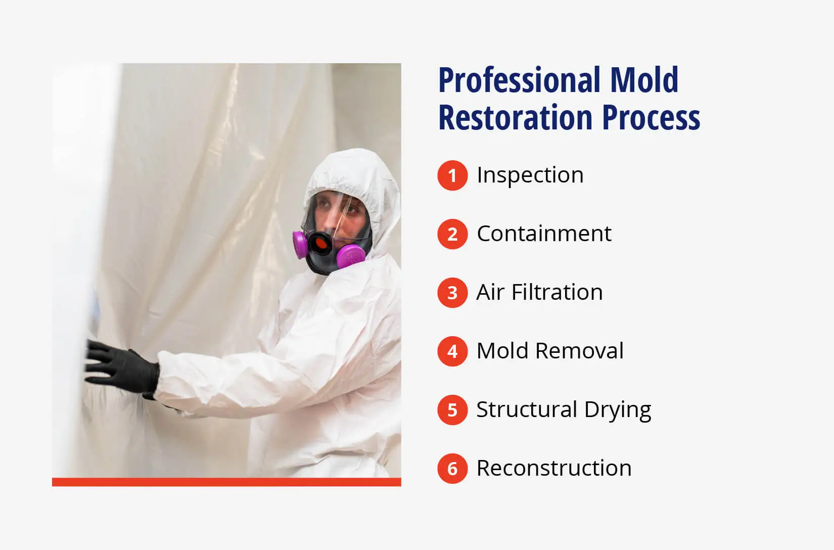 Image listing the process of professional mold removal services.