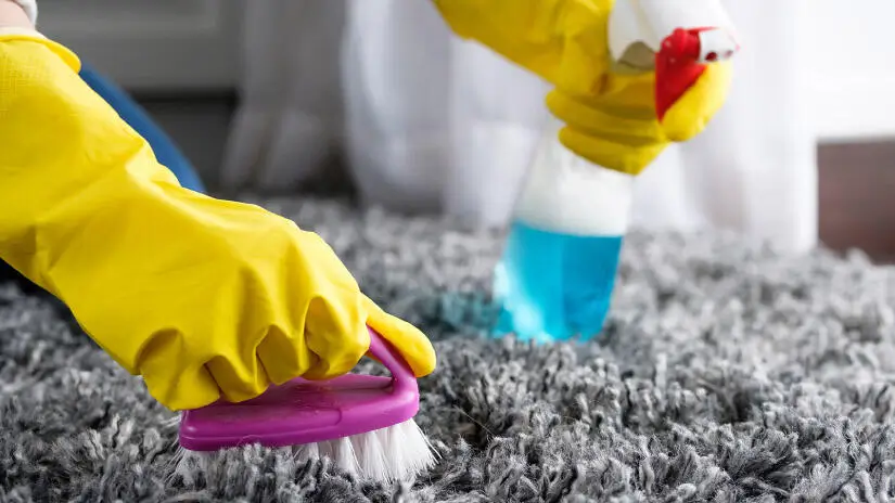 A closeup of a person wearing yellow rubber gloves scrubbing a gray carpet clean with one hand and holding a bottle of blue cleaner in the other hand.