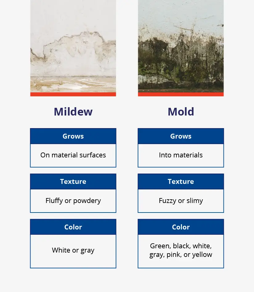 Image compares the differences between mildew and mold regarding how it grows, its texture, and its color.
