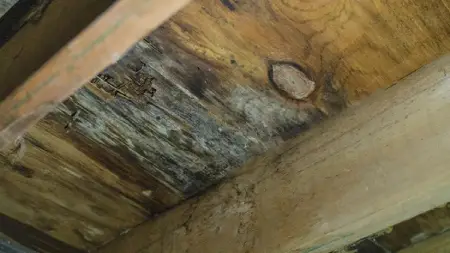 Mold on attic ceiling.